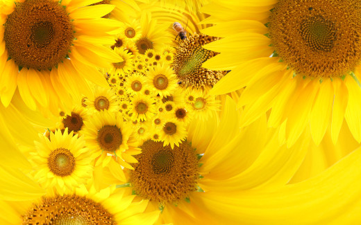 495455 (a): :1920x1200